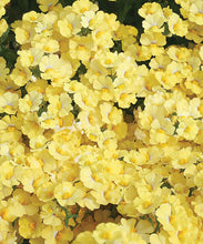 Afbeelding in Gallery-weergave laden, Nemesia - Diverse kleuren
