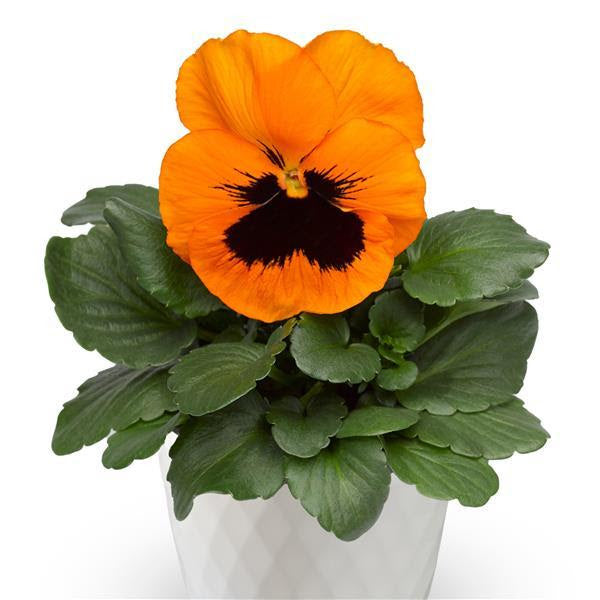 Viola F1 Orange Blotch - 12 stuks