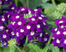 Afbeelding in Gallery-weergave laden, Verbena - Diverse kleuren
