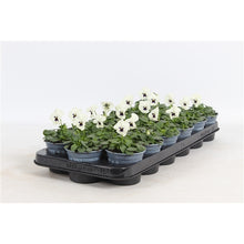 Afbeelding in Gallery-weergave laden, Viola Cornuta White Blotch - 12 stuks
