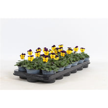 Afbeelding in Gallery-weergave laden, Viola Cornuta Yellow Jump-Up - 12 stuks
