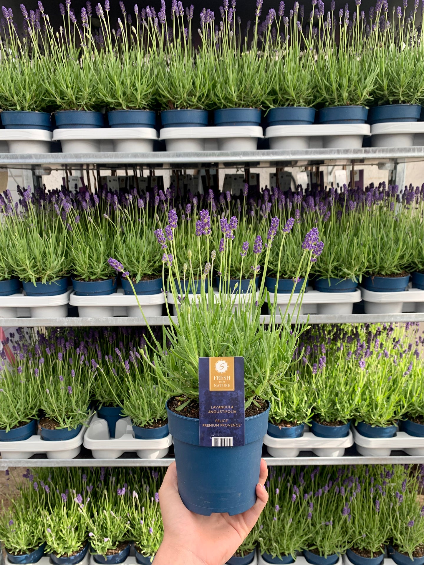 Lavendel Premium Provence - Blauw 12cm