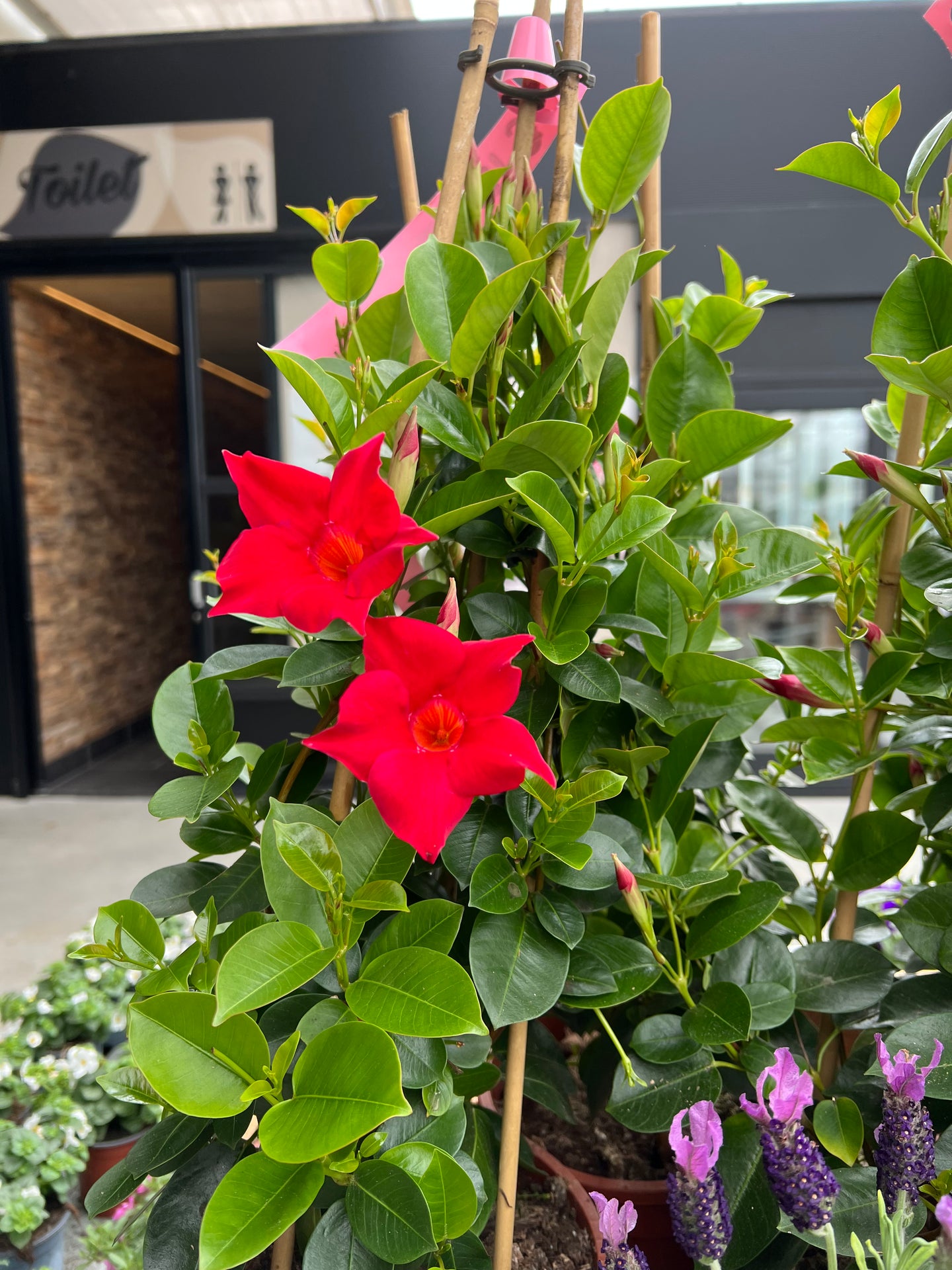 Mandevilla Piramide