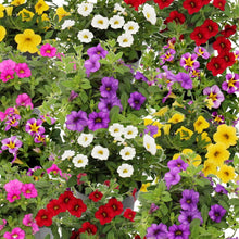 Afbeelding in Gallery-weergave laden, Mini Petunia - Diverse kleuren
